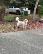 Yesterday, the most beautiful light went out much earlier than I could have ever imagined. Please let me tell you about Freya. It would mean so much to me. 

Freya was our baby. We brought her home before lockdown in 2020 and she made us laugh when we were scared, stressed and anxious. She was absolutely adored and brought so much sunshine to our lives in the 4 short years we were blessed to love her. 

She was a terrible “retriever” (keep away was her game), but the best snuggler. She loved car rides and didn’t walk well on a leash, but she could sit up so pretty you’d think she was doing palates. Her favorite toy in the whole world was a stuffed Lamby we purchased many times over so she wouldn’t know it was gone after the squeaker was chewed out. She had a big squeaky ball and loved to get our attention by interrupting a conversation with well-timed squeaks. 

She wasn’t scared of anything… except very tall men and the occasional firework finale. Whenever I got stressed out or upset, she would “emotion police” me by jumping on my chest and giving kisses. I miss that. 

Freya loved food. You could say she was “food obsessed,” but that’d be an understatement. We always fed her exactly what she was supposed to have, but hey I’m not gonna lie… every one of us snuck her little bits now and then. 

That’s why we knew, when she stopped eating, something was terribly wrong. She had a rare issue called canine septic peritonitis where a perforation somewhere in her system caused fluid to leak into her abdominal cavity. There is no underlying cause. Our incredible vet, who cried alongside us, told us we didn’t do anything wrong. We did everything right. Sometimes, things happen, she said. There is no reason. There is no sense. 

I’ve played the footage of the last two days over in my head looking for clues- there is nothing. Why couldn’t this kind soul live to see another snowfall, or go for another ride in the car? I can’t pretend to understand and I don’t know when I will feel normal again. I miss her every moment. I hope I’ll see her again someday when it’s my turn to cross over. I’ll shake her sweet paw and sniff that spot between her eyes.

Thank you for listening.