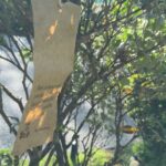 💐📬 Happy Earth Day, my friends!

This year, I created several Weathergrams as part of an exchange project I helped organize for the Guild of Book Workers Northwest Chapter. It was a fun way to recycle scraps from my drawer while boosting communities with positivity. I created a total of 4 weathergrams for exchange and received 4 in return.

I love this one in the video about bees. How true is this?!

I wrote a tutorial on how to create your own Weathergrams for my blog if you want to make some yourself!

I really hope these thought provoking messages and positivity reach people at the right time. I believe we all need a bit more positivity in our lives right now!

Here’s hoping you’ll take a deep breath, close your eyes and face the sun today. Take care!
.
.
.
#earthday2025 #weathergram #gbwnw #bookbindersofinstagram #bookbindingtutorials